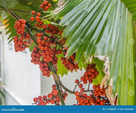 Berries Palm Tree Stock Photos Download 868 Royalty Free Photos