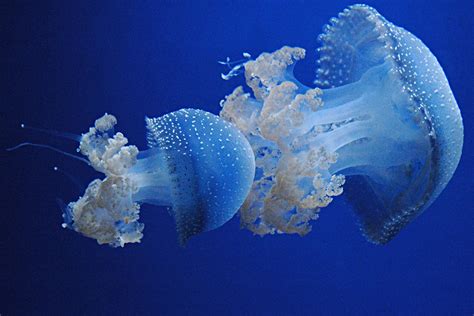 Jellyfish 1 Genova Aquarium Marta Marchetti Flickr