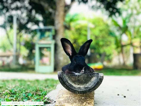 Check spelling or type a new query. Jom!! ke Taman Arnab di KP Bunny Village, Kuala Penyu (23 ...