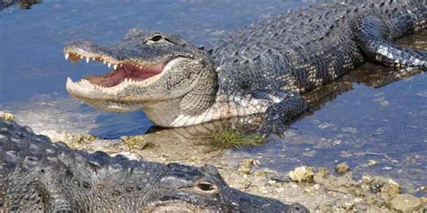 Alligators And Dinosaurs May Have More In Common Than We Think Fox