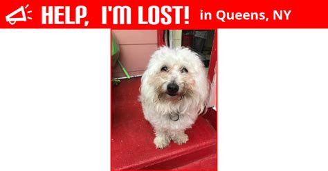 They never replaced maddie, so she will be. Lost Dog (Queens, New York) - Hillary