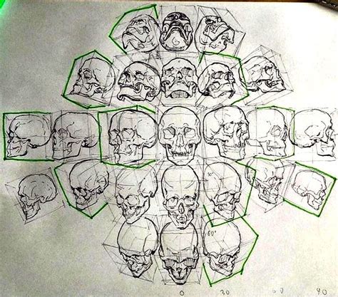 Skull Drawings From Every Angle Skull Reference Figure Drawing