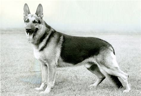 German Shepherd Dog History Origins Of The Working Breed American