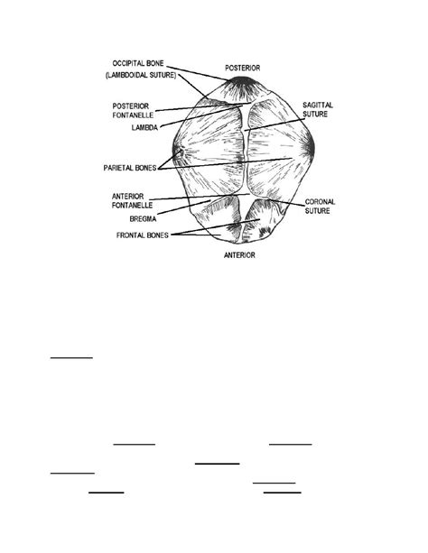 Figure 1 14 Anterior And Posterior Fontanelles Infants