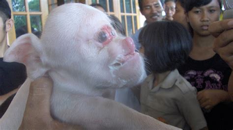Pigs Born With Human Face Youtube