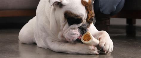 Benefits Of Filled Bones For Dogs