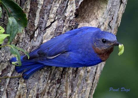 The colour blue is found in many different species of birds. I love bluebirds! | Blue bird, World birds, Michigan blue