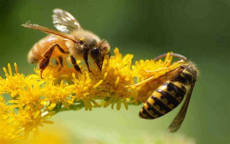 Ingyenes Háttérképek 1920x1200 Px Méh Méhek Virág Virágok Rovar