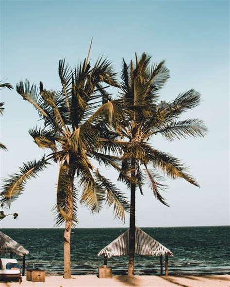 1000 Amazing Palm Tree Photos Pexels · Free Stock Photos Landscape