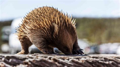 12 Facts About The Strange And Spiky Echidna