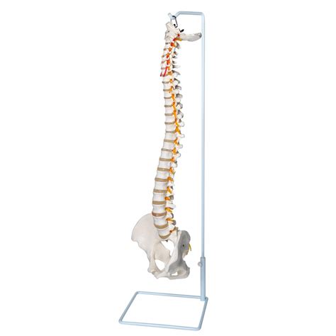Buy Wadoy Spine Model 34 Life Size Spine Model Anatomy Spinal Cord