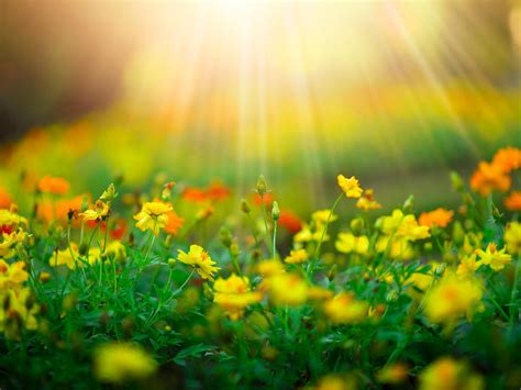 Best Zoom Backgrounds For Spring Featuring Fields Abloom And Seasonal