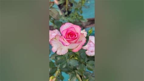 🌹🌹jumilia Rose Shorts Exhibition Quality Rose Jumelia Dutch Rose