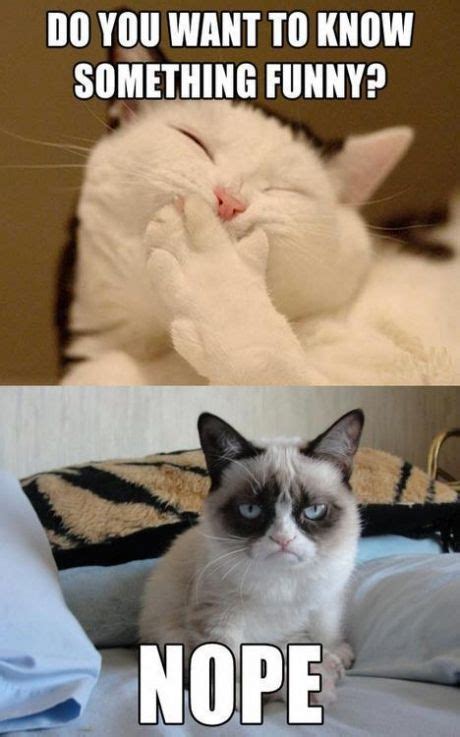 Nope Grumpy Cat Humor Funny Cat Memes Cat Jokes