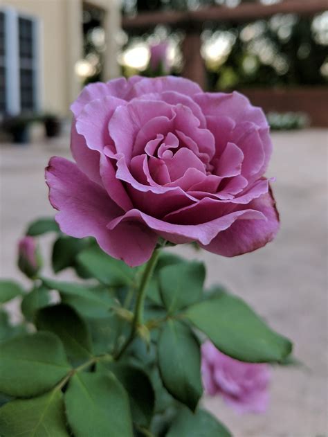 Photo by the national capital authority (nca), copyright remains with the nca. My Angel Face rose on its 3rd bloom cycle : gardening