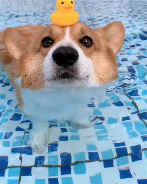 Corgi Butt Floating In Pool Is The Funniest Thing Youll Ever See