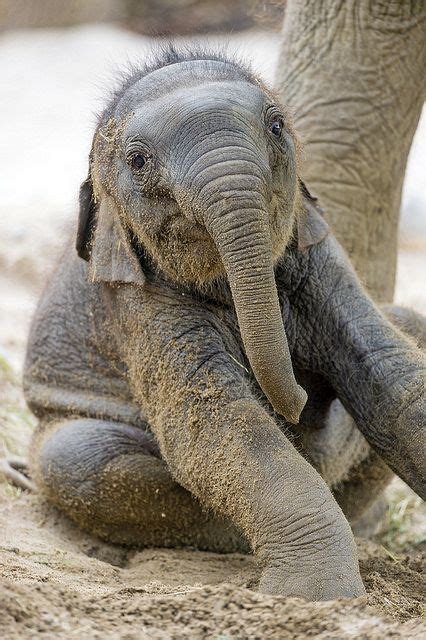 Hey You Guys Im A Baby Asian Elephant Just Chilling Out In The Dust