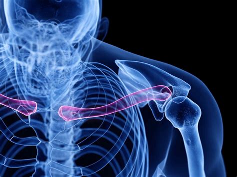 Clavicle Anatomy Function And Treatment