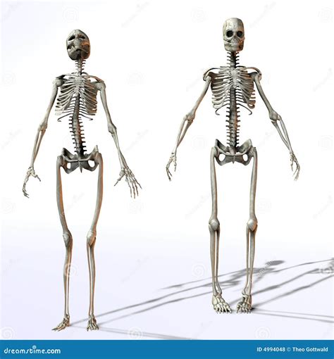 Female And Male Skeletons Stock Illustration Image Of Concept 4994048