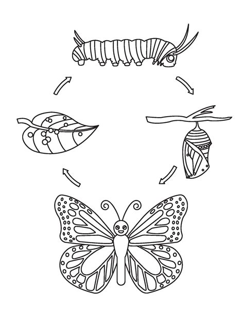 Dibujos De Ciclo De Vida De La Mariposa Para Colorear Para Colorear
