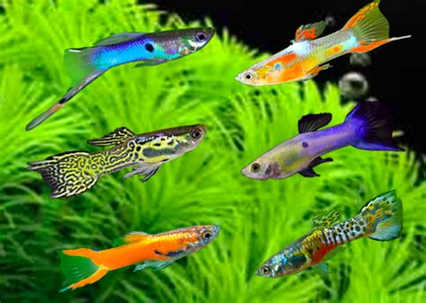Anda mungkin pernah mendengar bahwa ikan air laut jauh lebih sulit dipelihara daripada ikan air tawar. 16 Jenis Ikan Guppy Banyak Dicari dan Cara Merawatnya ...