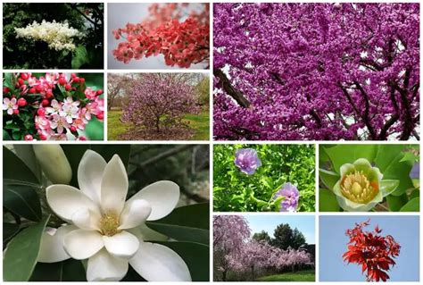 14 Lovely Flowering Trees For Maryland Pink Purple And More