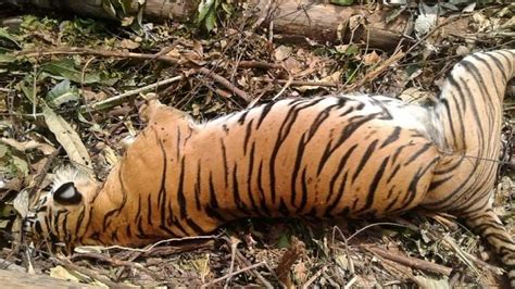 Rare Sumatran Tiger Found Dead In Indonesia