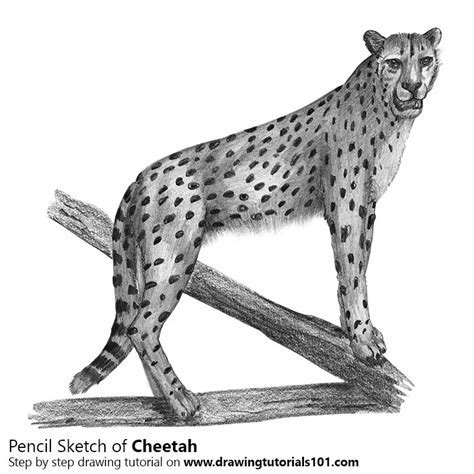 Cheetah Pencil Drawing How To Sketch Cheetah Using Pencils