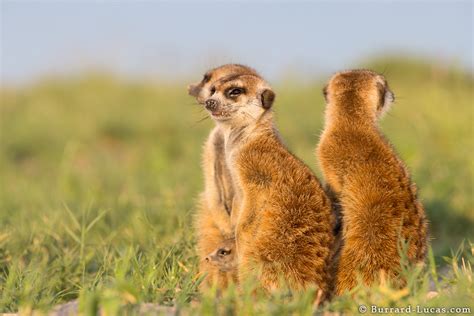 Meerkats And Baby Burrard Lucas Photography