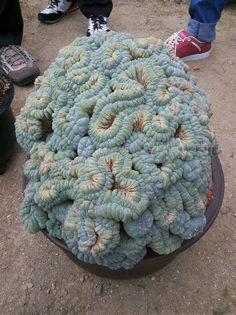 The Biggest Peyote Cluster Ever Photographed Rpsychonaut