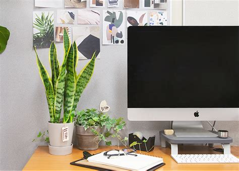 Best Plants For Your Office Or Desk Flower Flourish
