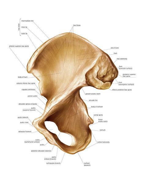 Hip Bone Photograph By Asklepios Medical Atlas