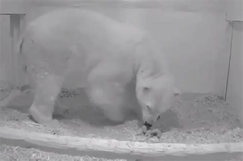 polar bear gives birth months after first cub died soul central magazine