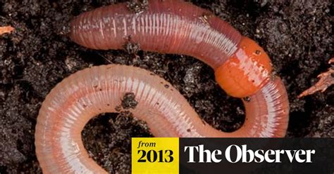 The Great Garden Worm Count Finds Our Underground Allies Are Thriving
