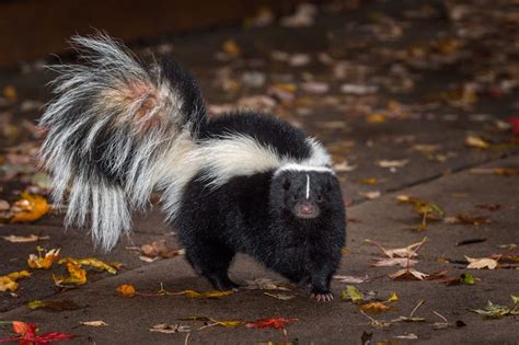 9 Splendid Facts About Skunks You Might Not Know Cottage Life Skunk
