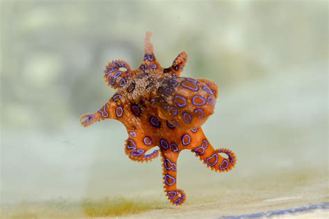 Top 10 Most Terrifying Deep Sea Creatures