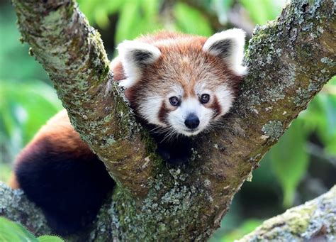 Gambar Hewan Panda Merah