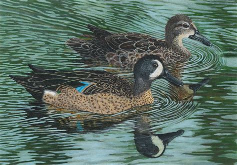 2017fdc103 2017 Federal Duck Stamp Art Contest Entry 103 Us Fish