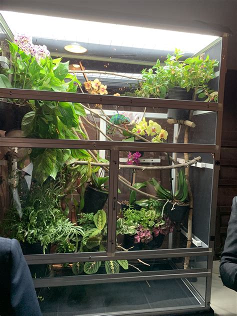 Chameleon Cage Plants - Chameleon Academy