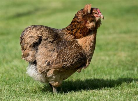 Auf legeleistung gezüchtete hybridrassen können zu dieser jahreszeit auch durchaus täglich ein ei zu den produktiven rassen gehört das leghorn. 49 HQ Photos Ab Wann Legen Hühner / Huhnerzucht Fur Die ...