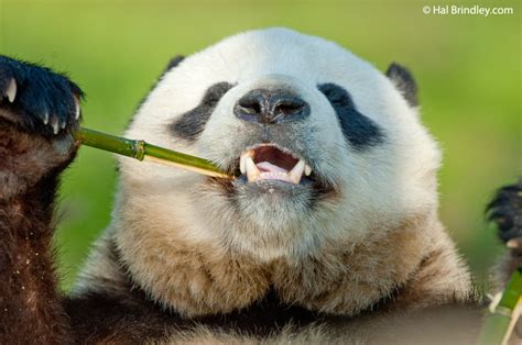 Four Giant Panda Facts Travel 4 Wildlife