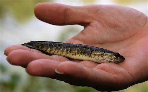 Northern Snakehead Fish Facts Habitat Diet Pictures