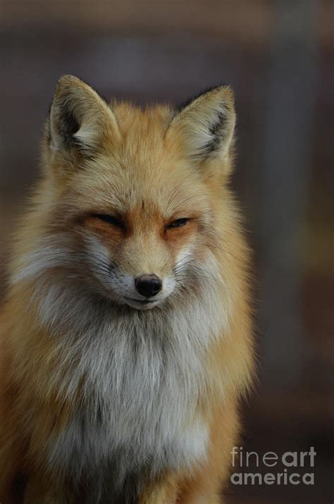 Perfect Fluffy Red Fox Photograph By Dejavu Designs Fine Art America