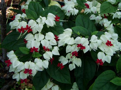 Clerodendrum Thomsoniae White Bleeding Heart Vine Pint Plant Etsy