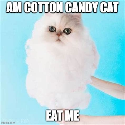 Am Cotton Candy Cat Imgflip