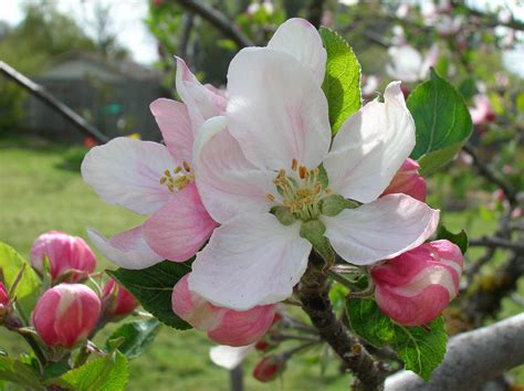 Inkspired Musings Apple Blossom Promises