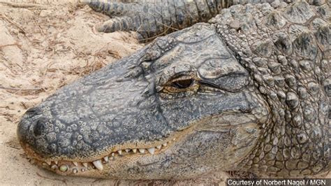 Alligator Found Gripping A Human Body In Its Jaws Kutv