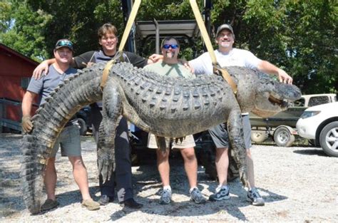 State Record Alligator Killed In Mississippi Mississippi