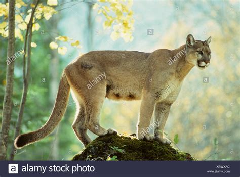 Pumas In Kanada Endangered Beauty The Cougar Puma Concolor Also