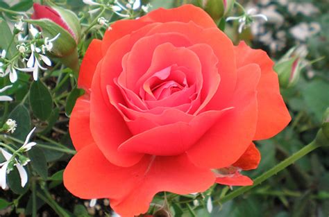 Missing advice as to best season to take the cuttings. Why should you grow roses in Colorado? Because they love ...